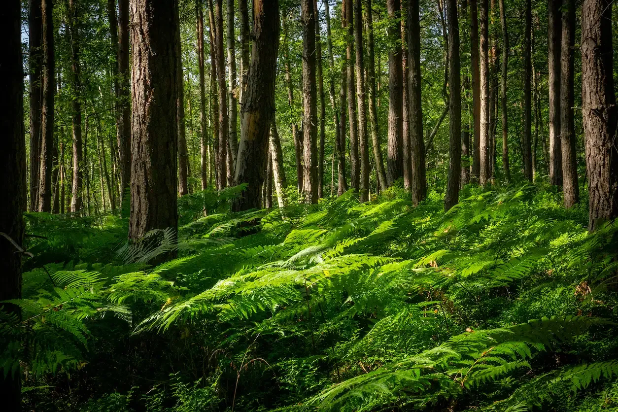 Photo of a forest full of ferns